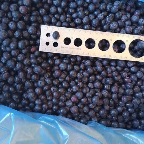Frozen Blue Berry Fruit 1000 kg/1 Ton