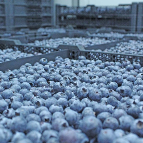 Fresh blueberries 1kg
